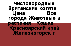 чистопородные британские котята › Цена ­ 10 000 - Все города Животные и растения » Кошки   . Красноярский край,Железногорск г.